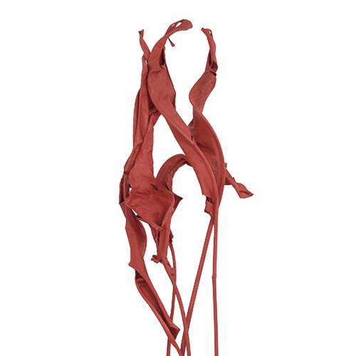 Deco deixa Strelitzia vermelho 85-105cm 10p