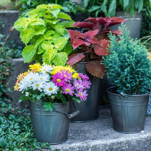 Floristik24 Balde decorativo com alça, decoração de jardim, vaso de plantas, recipiente de metal Ø16,5 cm A15 cm
