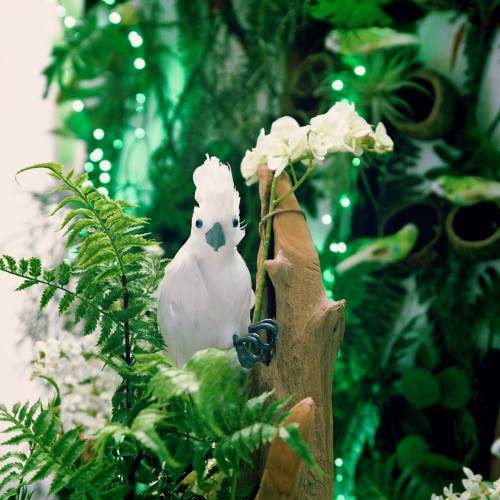 Floristik24 Cacatua decorativa com penas brancas L30cm