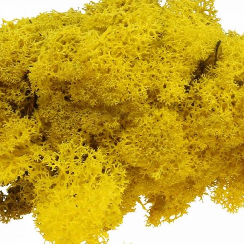 Itens Deco musgo amarelo musgo de rena para artesanato amarelo limão 500g