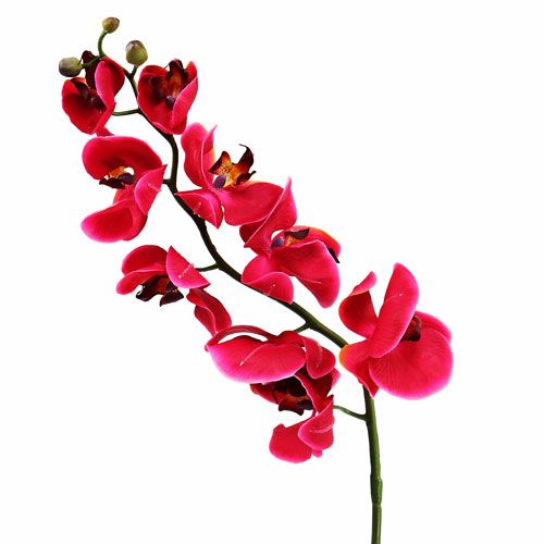 Floristik24 Orquídea decorativa em fúcsia 77cm