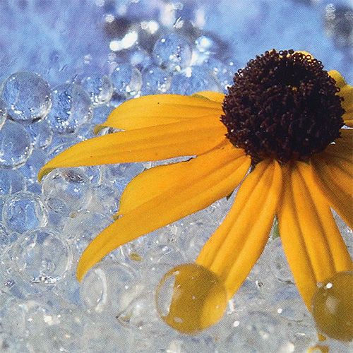 Floristik24 Gel Deco Aqualinos 15g transparente