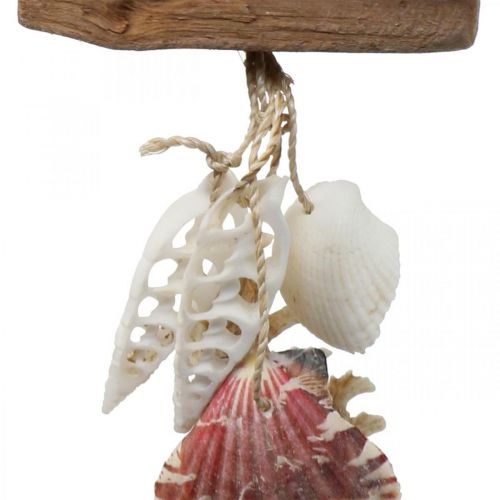 Floristik24 Cabide decorativo marítimo para pendurar conchas estrela do mar 27cm 3uds