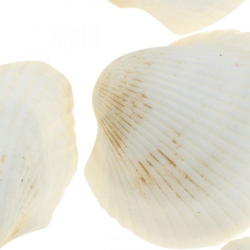 Floristik24 Deco Shell Branco Conchas verdadeiras em rede de ráfia deco marítima 400g