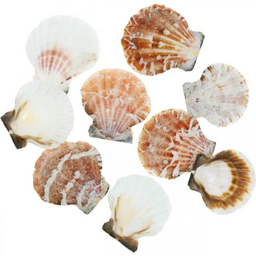 Floristik24 Deco shell branco, vermelho Real conchas em rede de ráfia decoração de mesa 400g