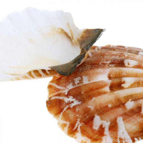 Itens Deco shell branco, vermelho Real conchas em rede de ráfia decoração de mesa 400g