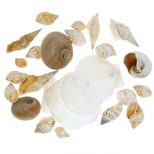 Itens Conchas decorativas de caracóis Natureza dos caracóis do mar Decoração marítima 350g