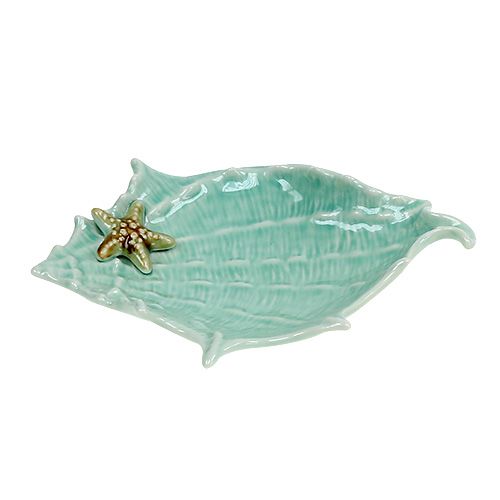Floristik24 Concha decorativa clam 22cm