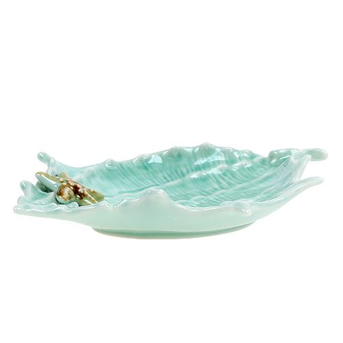 Floristik24 Concha decorativa clam 22cm