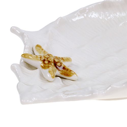 Floristik24 Concha decorativa com estrela do mar 22cm