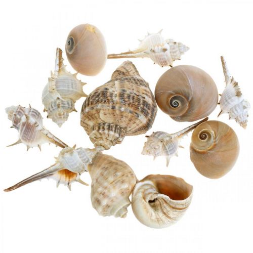 Itens Conchas decorativas e conchas de caracol vazias brancas, marítimas decorativas naturais 350g