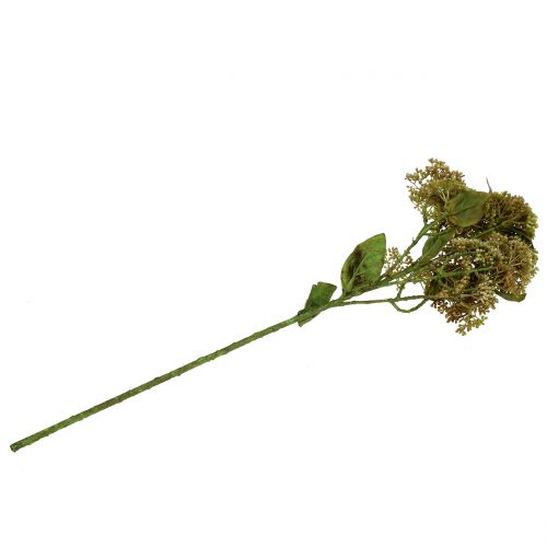 Floristik24 Ramo decorativo sedum planta verde 58 cm