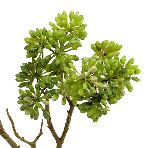 Floristik24 Deco ramo verde 80cm