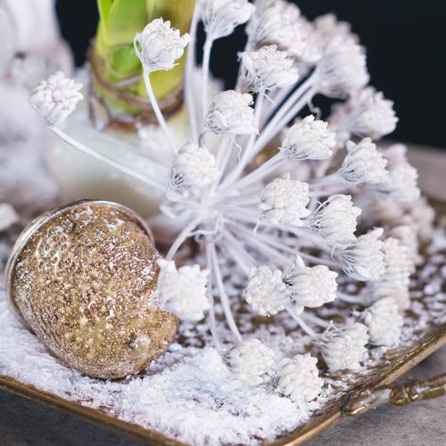 Floristik24 Ramo decorativo de erva-doce infructescence branco encerado H22cm