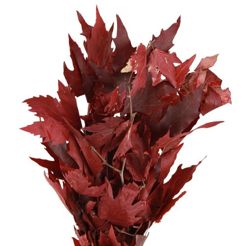 Floristik24 Ramos decorativos folhas de bordo folhas de bordo decorativas vermelhas 50-60cm 100g