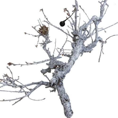 Ramos decorativos bonsai ramos decorativos em madeira branca lavada 800g