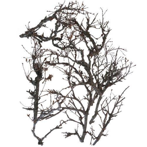 Itens Ramos decorativos bonsai ramos decorativos de madeira 15-30cm 650g