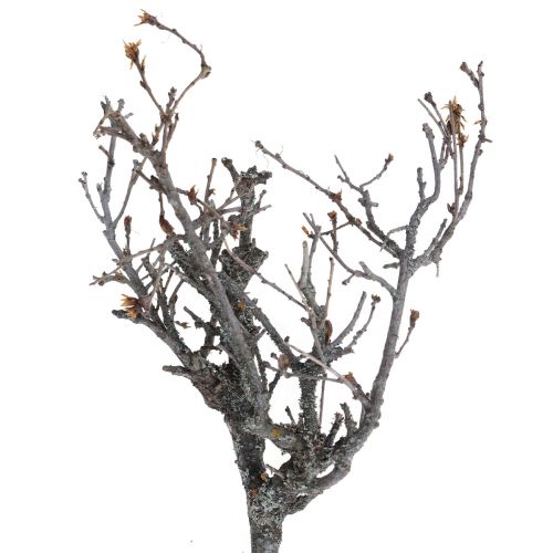Itens Ramos decorativos bonsai ramos decorativos de madeira 15-30cm 650g