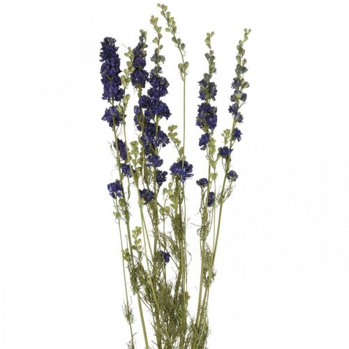 Floristik24 Delphinium seco, floricultura seca, azul delphinium L64cm 25g