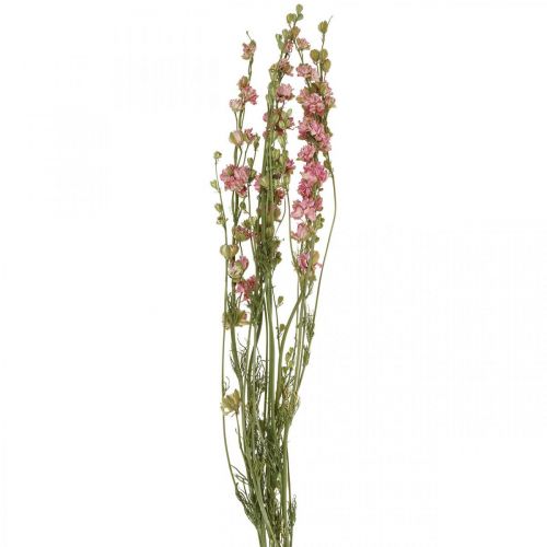 Itens Flor seca delphinium, Delphinium rosa, floricultura seca L64cm 25g