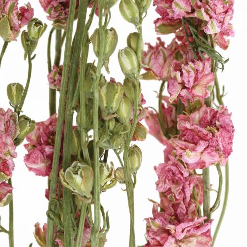Itens Flor seca delphinium, Delphinium rosa, floricultura seca L64cm 25g