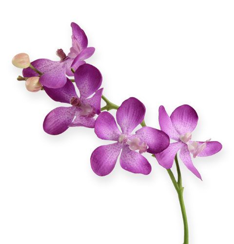 Floristik24 Orquídea lilás 38cm