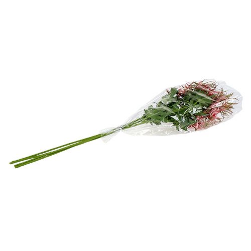 Floristik24 Ramo de cardo rosa, verde L67cm 4 unidades