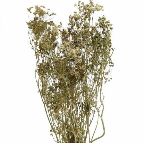 Floristik24 Flores secas endro natureza florística seca 50cm 20p