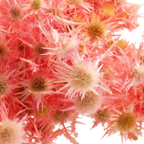 Itens Ramo de deco de cardo seco Flores secas rosa empoeiradas 100g