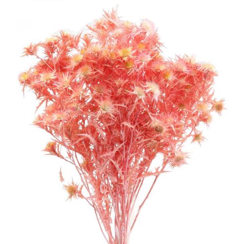 Itens Ramo de deco de cardo seco Flores secas rosa empoeiradas 100g