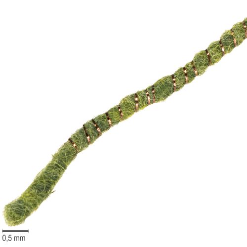 Floristik24 Cordão de lã verde com fio dourado, 5m x 5mm com arame, para decoração e artesanato.
