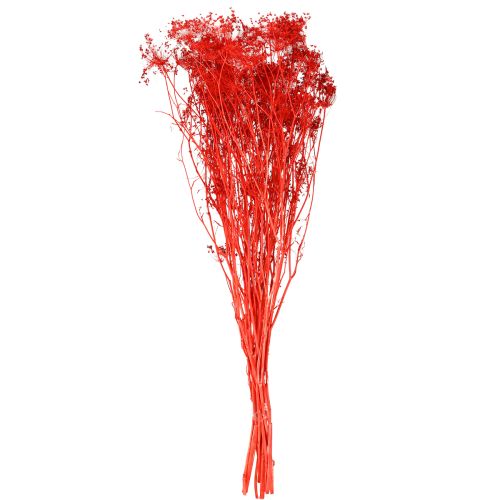 Itens Umbellifera Flores Secas Vermelhas 70cm 150g