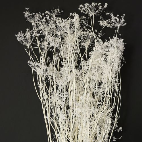 Floristik24 Flores secas de umbelíferas brancas 70-80cm 150g