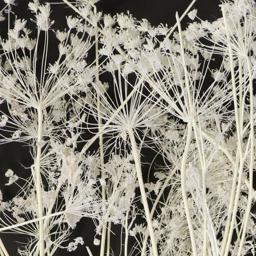 Itens Flores secas de umbelíferas brancas 70-80cm 150g