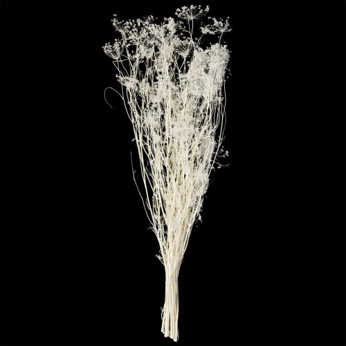 Itens Flores secas de umbelíferas brancas 70-80cm 150g