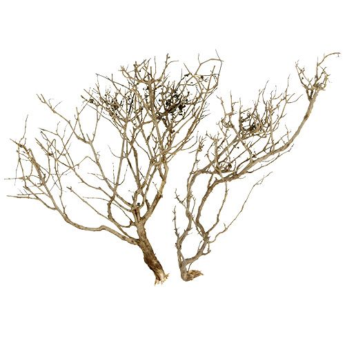 Itens Árvore Seca Natureza 500gr