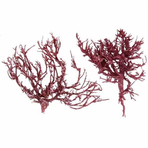 Floristik24 Ramo de coral dekoast vermelho branco lavado 500g