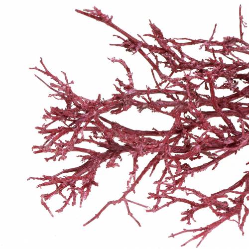 Floristik24 Ramo de coral dekoast vermelho branco lavado 500g