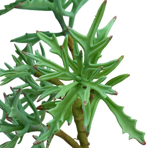 Floristik24 Echeveria 33cm verde claro
