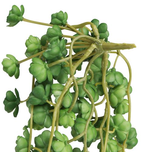 Itens Echeveria Plantas Artificiais Penduradas em Verde L12cm C50cm