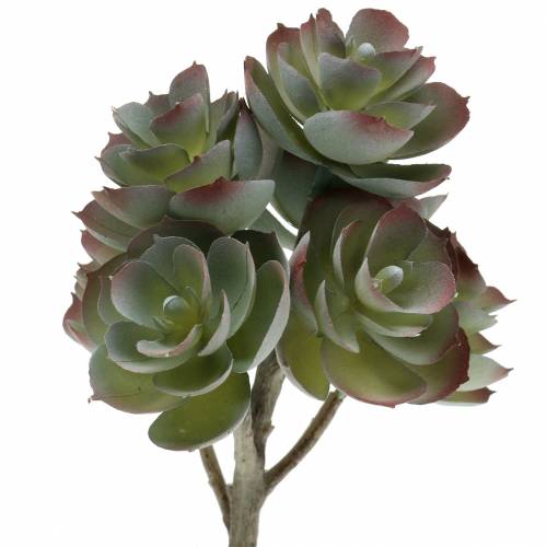 Floristik24 Suculenta Echeveria verde escuro 21 cm 3 unidades