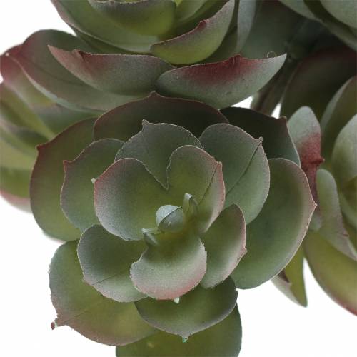 Itens Suculenta Echeveria verde escuro 21 cm 3 unidades