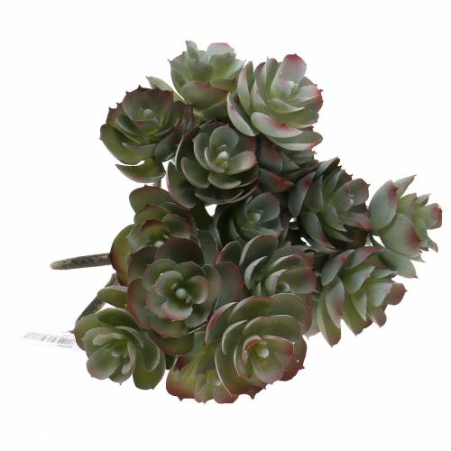 Floristik24 Suculenta Echeveria verde escuro 21 cm 3 unidades