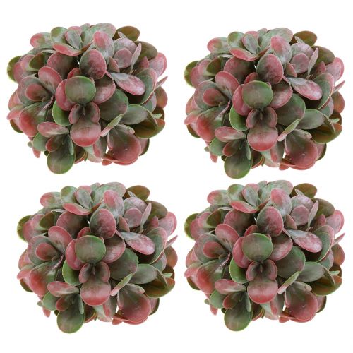 Floristik24 Bolas de Echeveria verdes, vermelhas Ø14cm 4 unidades