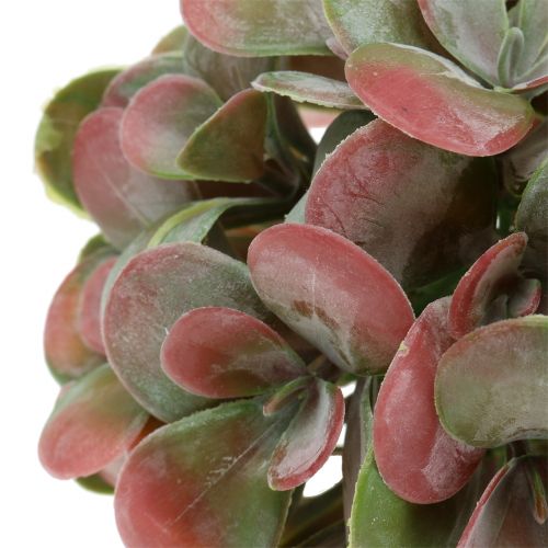 Floristik24 Bolas de Echeveria verdes, vermelhas Ø14cm 4 unidades