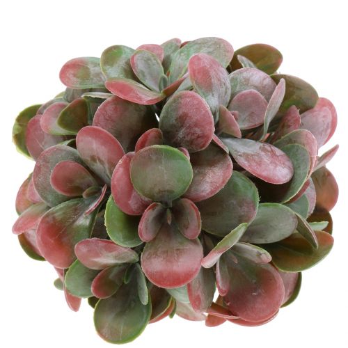 Floristik24 Bolas de Echeveria verdes, vermelhas Ø14cm 4 unidades