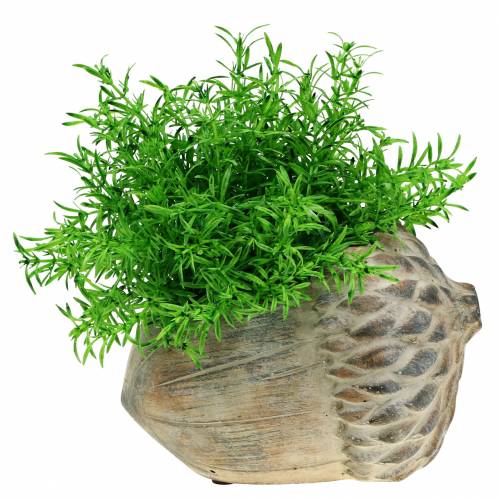 Floristik24 Plantadeira de bolota de concreto 21,5cm × 14cm H9,5cm