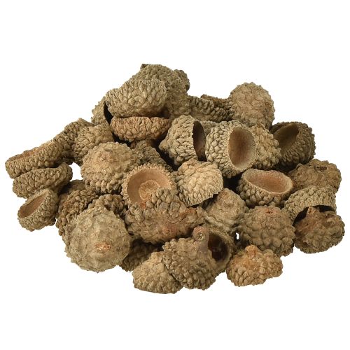 Tampas de bolota bolotas decorativas naturais para artesanato 1,5cm 200g