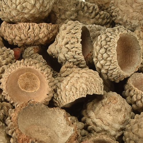 Itens Tampas de bolota bolotas decorativas naturais para artesanato 1,5cm 200g