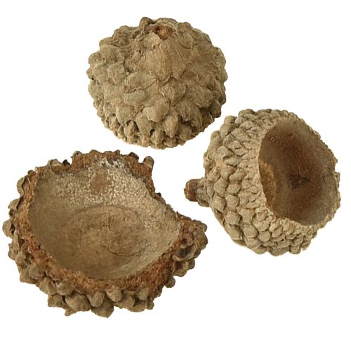 Itens Tampas de bolota bolotas decorativas naturais para artesanato 1,5cm 200g